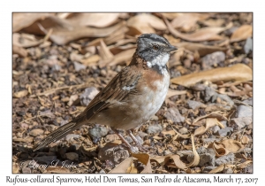 Rufous-collared Sparrow