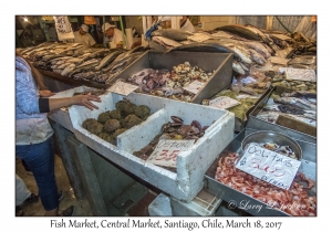 Fish Market