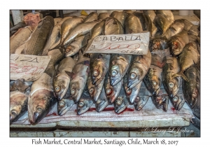 Fish Market