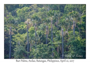 Buri Palms