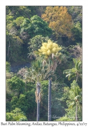 Buri Palm blooming