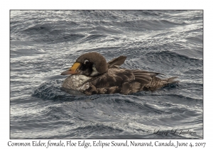 Common Eider