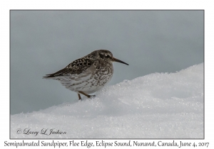 Semipalmated Sandpiper