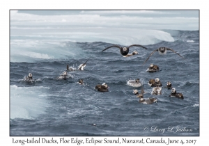 Long-tailed Ducks