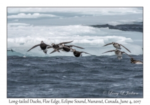 Long-tailed Ducks