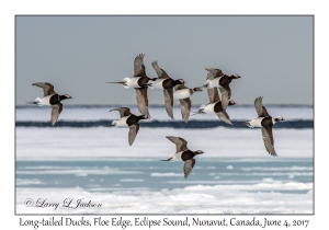 Long-tailed Ducks