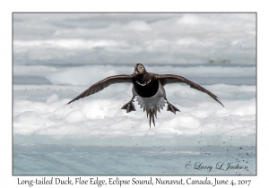 Long-tailed Duck