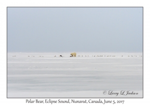 Polar Bear