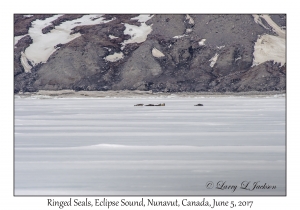 Ringed Seals