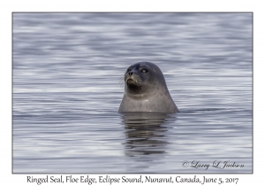 Ringed Seal