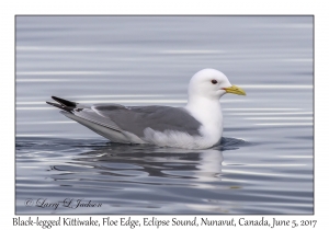 Black-legged Kittiwake