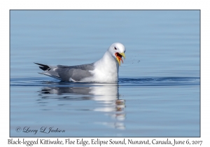 Black-legged Kittiwake