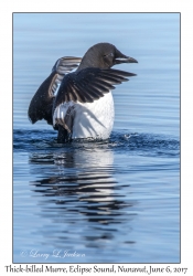 Thick-billed Murre