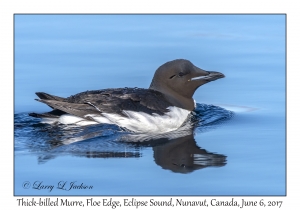 Thick-billed Murre