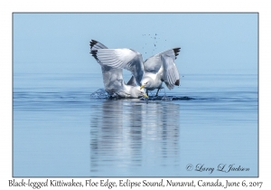 Black-legged Kittiwakes