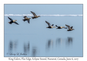 King Eiders