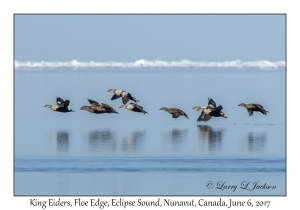 King Eiders