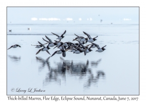 Thick-billed Murres