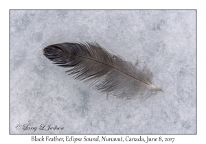 Black Feather