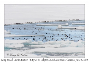 Long-tailed Ducks