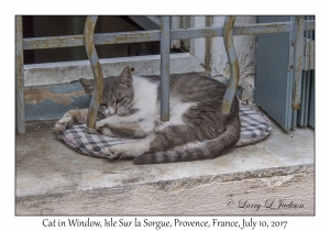 Cat in Window