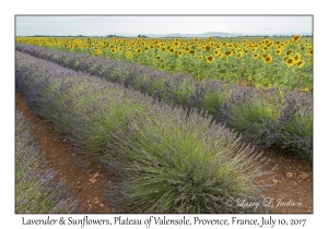 Lavender & Sunflowers