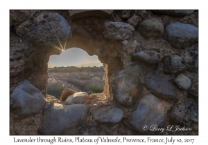 Lavender through Ruins