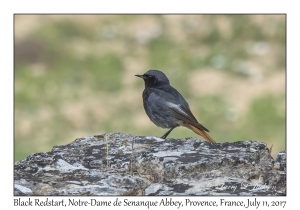 Black Redstart