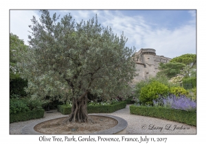 Olive Tree