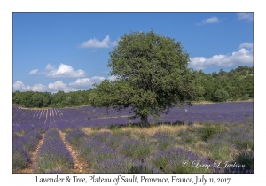 Tree & Lavender