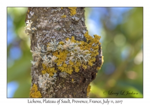 Lichens