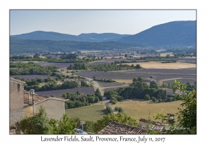 Lavender Fields