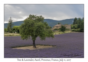 Tree & Lavender
