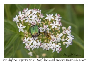 Rose Chafer & Carpenter Bee on Dwarf Elder