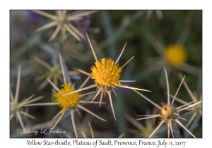 Yellow Star-thistle