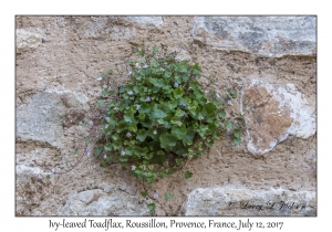 Ivy-leaved Toadflax