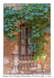 Grape Vine Window