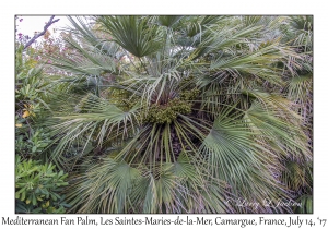 Mediterranean Fan Palm