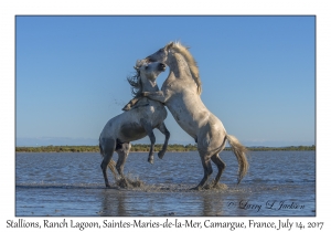 Stallions