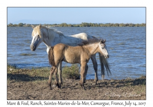 Mare & Foal