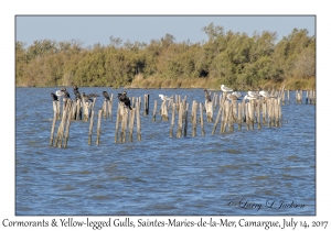 Cormorants & Yellow-legged Gulls