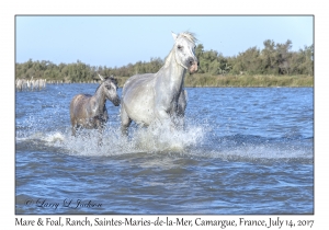 Mare & Foal