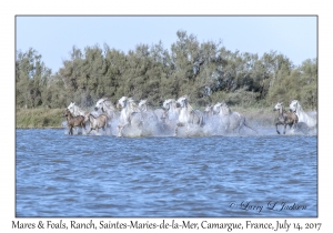 Mares & Foals