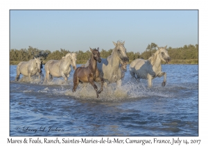 Mares & Foals