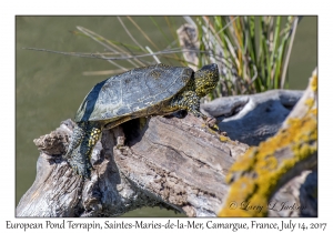 European Pond Terrapin