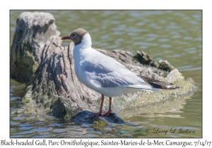 Black-headed Gull