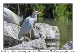 Cattle Egret