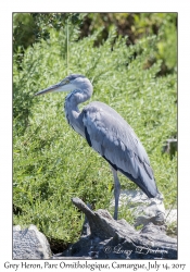 Grey Heron