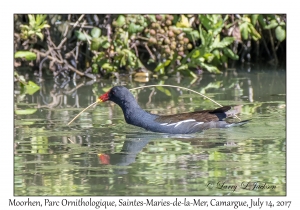 Moorhen