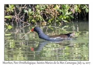 Moorhen